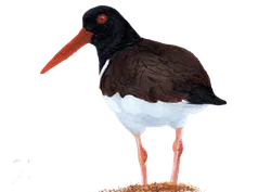 Ilustración de Pilpilén Común