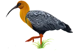 Ilustración de Bandurria