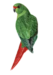 Ilustración de Cachaña