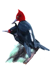 Ilustración de Carpintero Negro