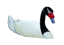 Ilustración de Cisne de Cuello Negro