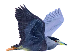Ilustración de Huairavo Común