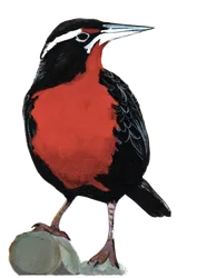 Ilustración de Loica Común