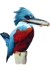Ilustración de Martín Pescador