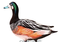 Ilustración de Pato Real