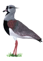 Ilustración de Queltehue Común