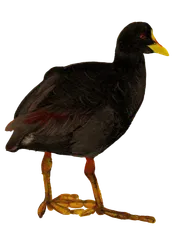 Ilustración de Tagua Común